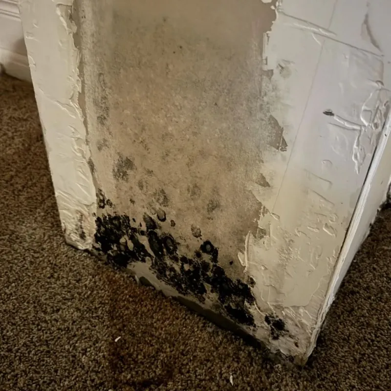 Professional Mold Removal in Mounds View, MN